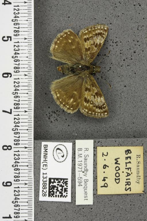 Erynnis tages tages (Linnaeus, 1758) - BMNHE_1338828_168062