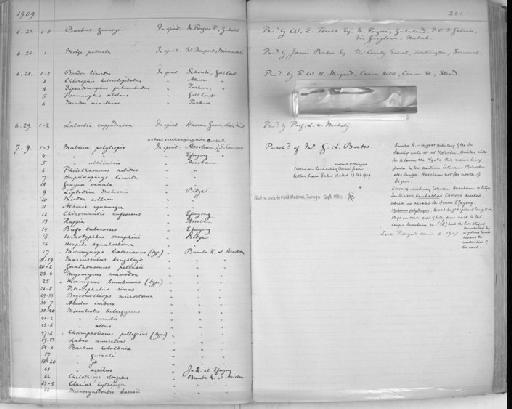 Microsynodontis batesii Boulenger, 1903 - Zoology Accessions Register: Reptiles & Fishes: 1904 - 1925: page 201