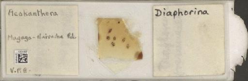 Diaphorina acokantherae Pettey, 1924 - BMNHE_1251467_362