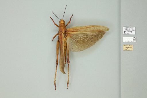 Valanga nigricornis melanocornis (Serville, 1838) - 012498459_71901_91492