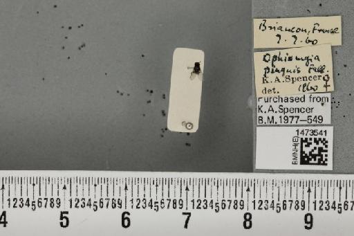 Ophiomyia pinguis (Fallén, 1820) - BMNHE_1473541_47877