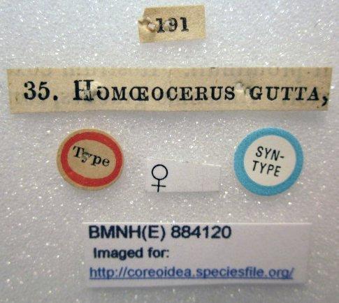 Homoeocerus gutta Dallas, 1852 - Homoeocerus gutta-BMNH(E)884120-Syntype female labels