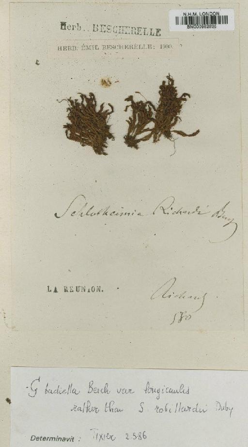 Schlotheimia richardii Besch. - BM000982835