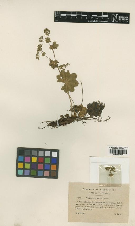 Alchemilla pyrenaica Dufour - BM000750805