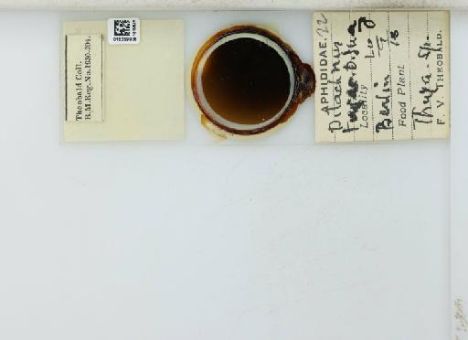 Cinara (Cupressobium) tujafilinus Del Guercio, 1909 - 015259906_113020_1093875_157717_NoStatus