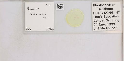 Pealius rhododendrae Takahashi, 1935 - 013488220_117725_1092324_157653_NonType