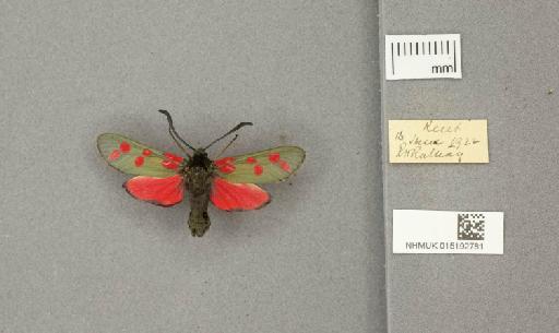 Zygaena (Zygaena) filipendulae stephensi Dupont, 1900 - 015192781_775459_1085133