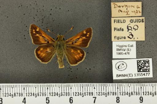 Hesperia comma (Linnaeus, 1758) - BMNHE_1355477_156735