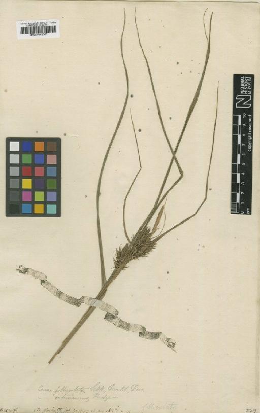 Carex intumescens Rudge - BM001042057