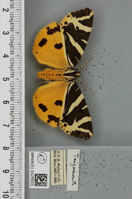 Euplagia quadripunctaria (Poda, 1761) - BMNHE_1529655_208882