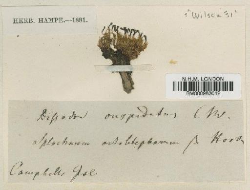 Tayloria octoblepharum (Hook.) Mitt. - BM000983012