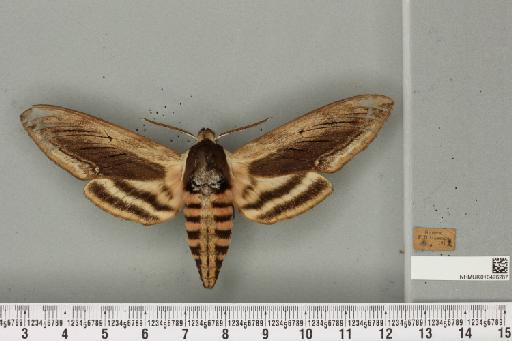 Sphinx ligustri Linnaeus, 1758 - NHMUK_010476287_533993