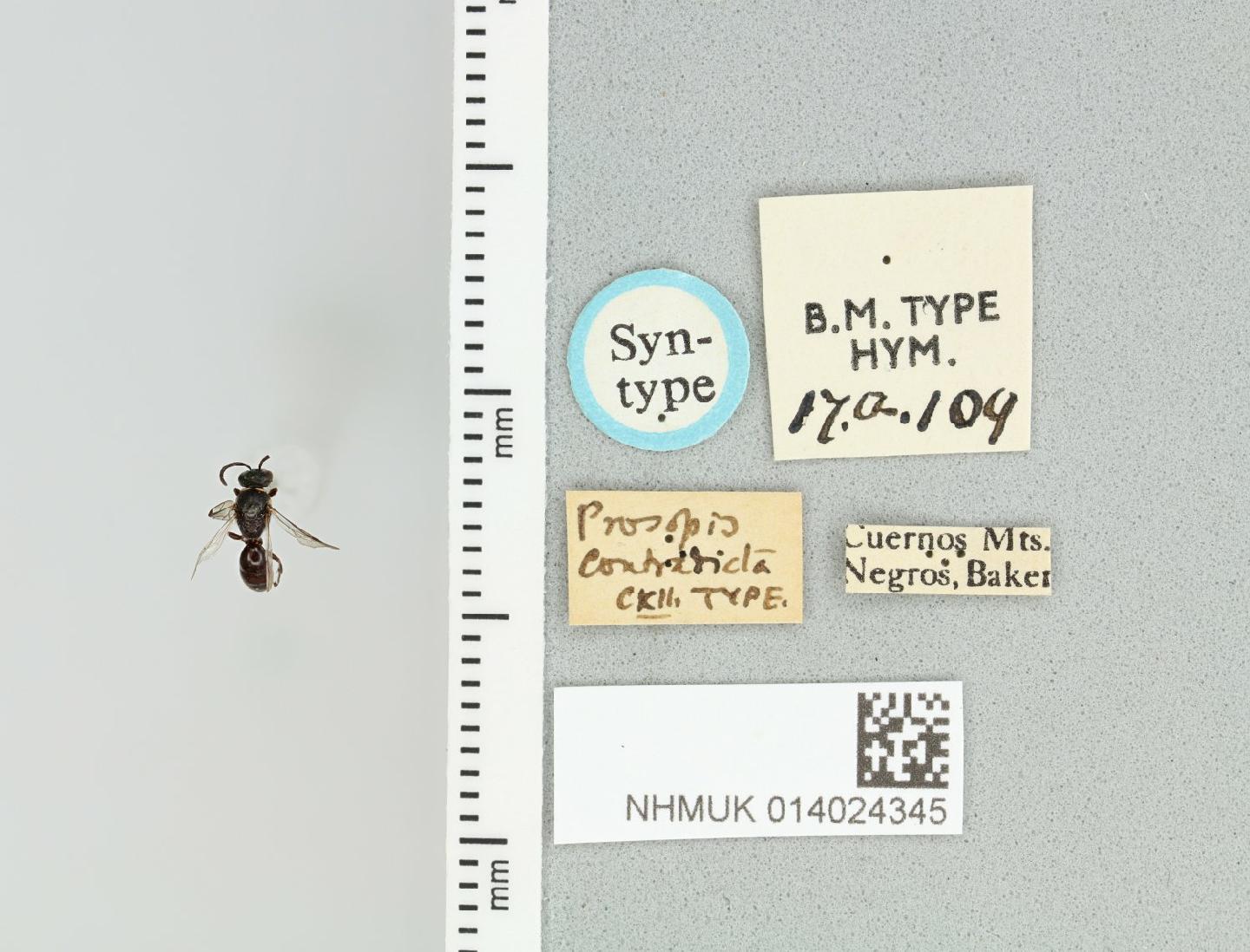 Hylaeus contradictus