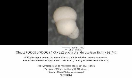 Neogloboquadrina dutertrei (d'Orbigny) - ZF6404-Globoquadrina-eggeri_obj00008_plane000.jpg