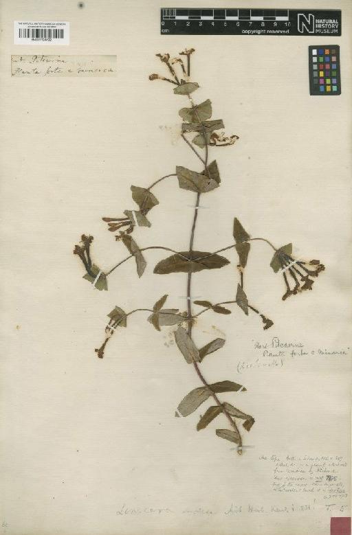 Lonicera implexa Aiton - BM001134432