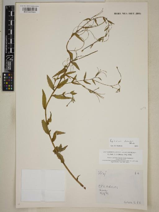 Epilobium obscurum Schreb. - BM013391560