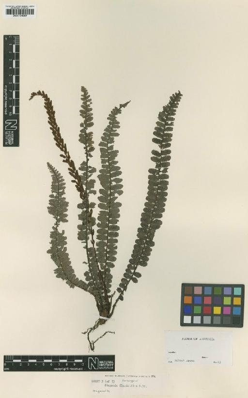 Blechnum fluviatile (R.Br.) E.J.Lowe ex Salomon - BM001048207