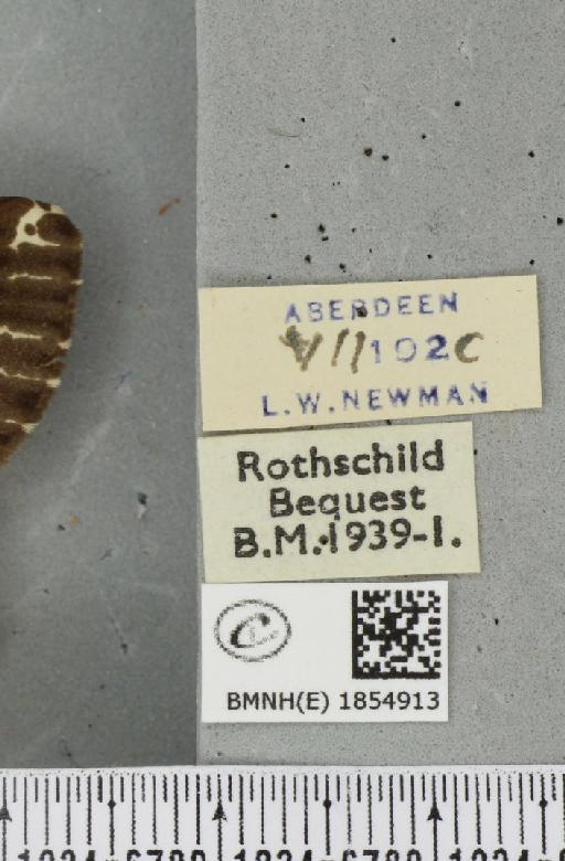Abraxas grossulariata ab. aberdoniensis Raynor, 1923 - BMNHE_1854913_label_415416