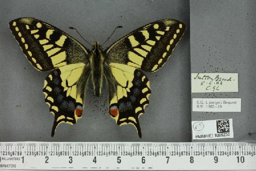 Papilio machaon britannicus Seitz, 1907 - BMNHE_1089232_64030