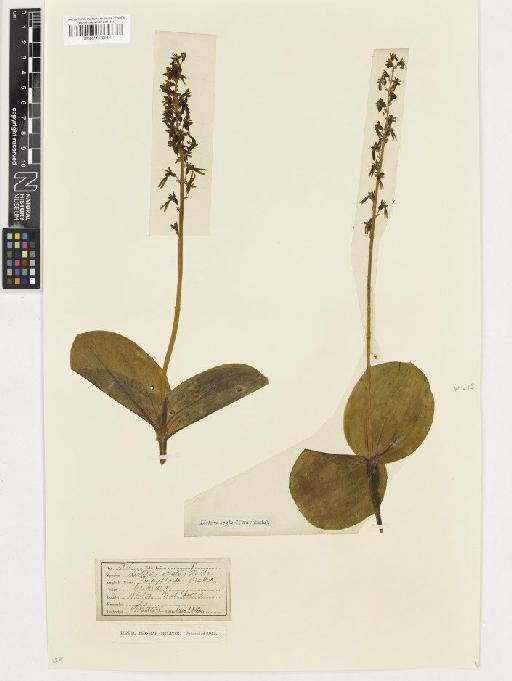 Neottia ovata (L.) Rich. - BM001117298