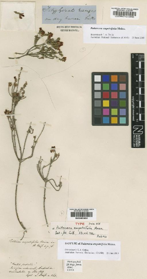 Pultenaea empetrifolia Meisn. - BM000833631