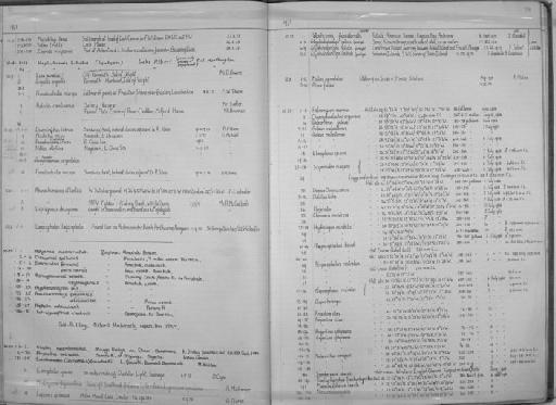 Raja batis Linnaeus, 1758 - Zoology Accessions Register: Fishes: 1971 - 1985: page 78