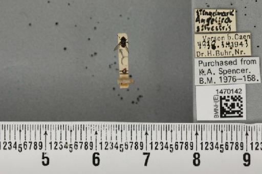 Melanagromyza angeliciphaga Spencer, 1969 - BMNHE_1470142_44692