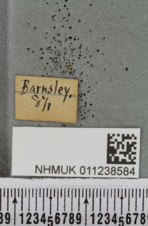 Brachylomia viminalis (Fabricius, 1777) - NHMUK_011238584_label_639272