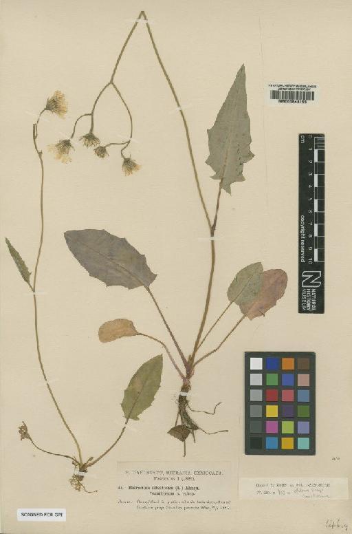 Hieracium bifidum subsp. canitiosum (Dahlst.) Zahn - BM000648155