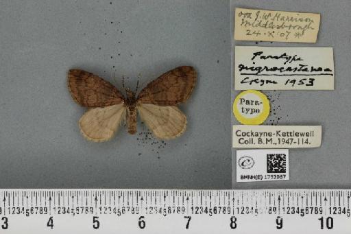 Hydriomena ruberata ab. nigrocastanea Cockayne, 1953 - BMNHE_1752087_330691