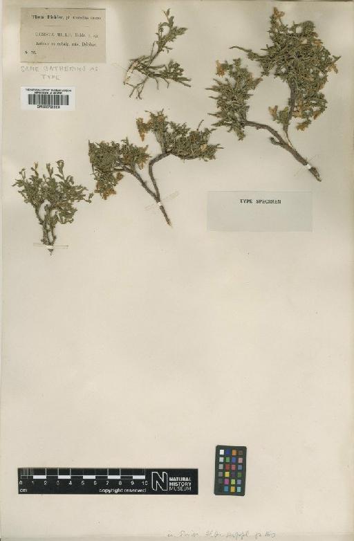 Genista albida Willd. - BM000750905