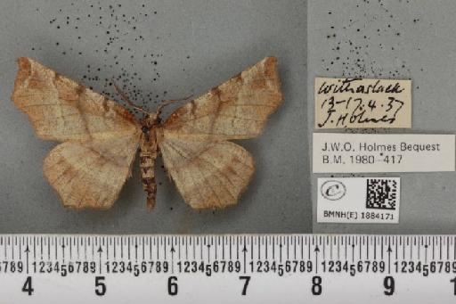 Selenia dentaria (Fabricius, 1775) - BMNHE_1884171_444457