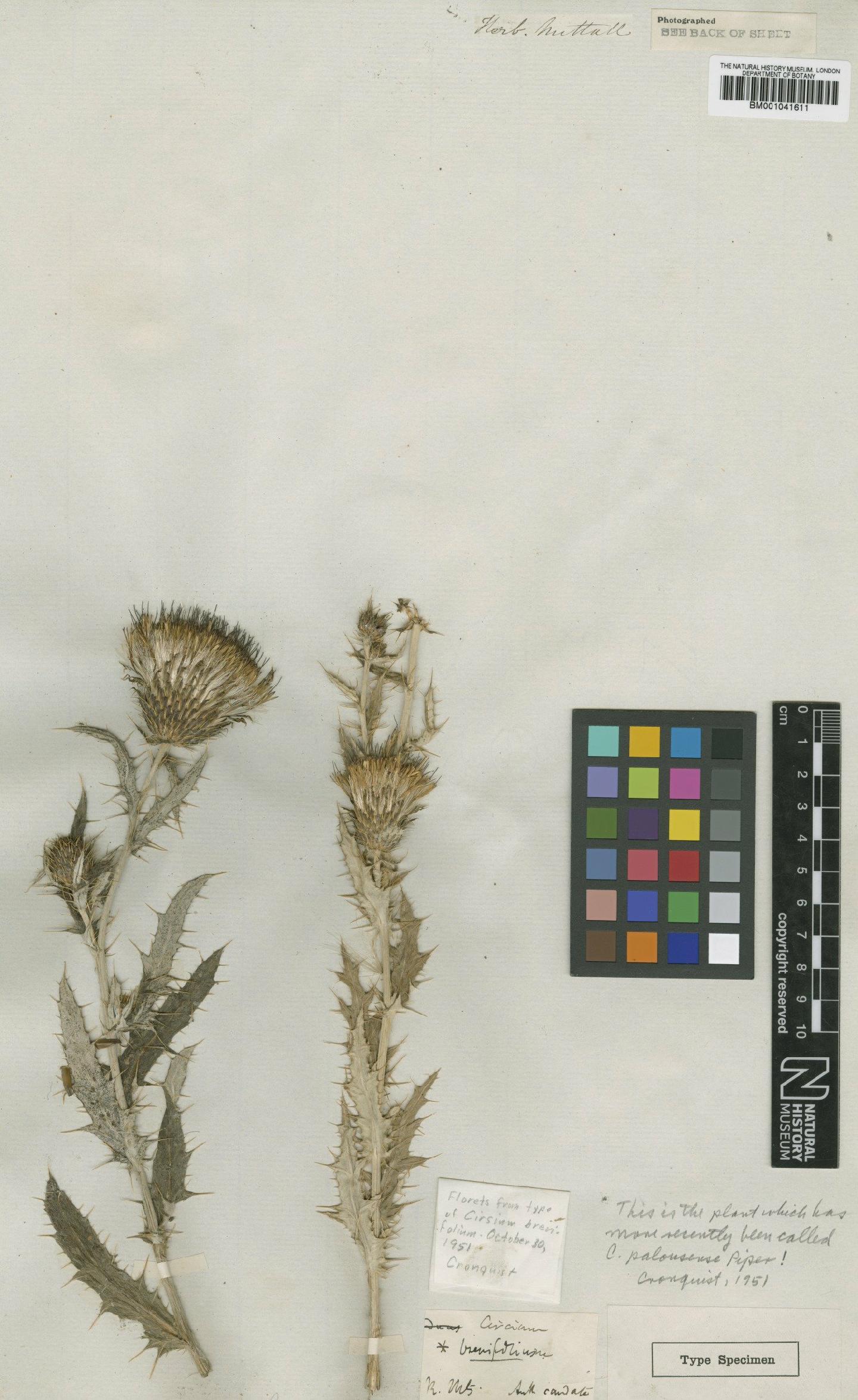 To NHMUK collection (Cirsium palousense Piper; Holotype; NHMUK:ecatalogue:1185247)