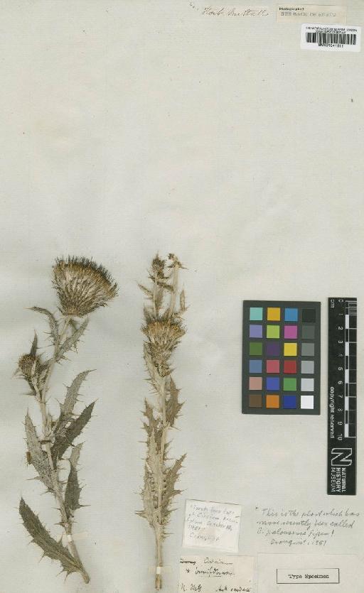 Cirsium palousense Piper - BM001041611