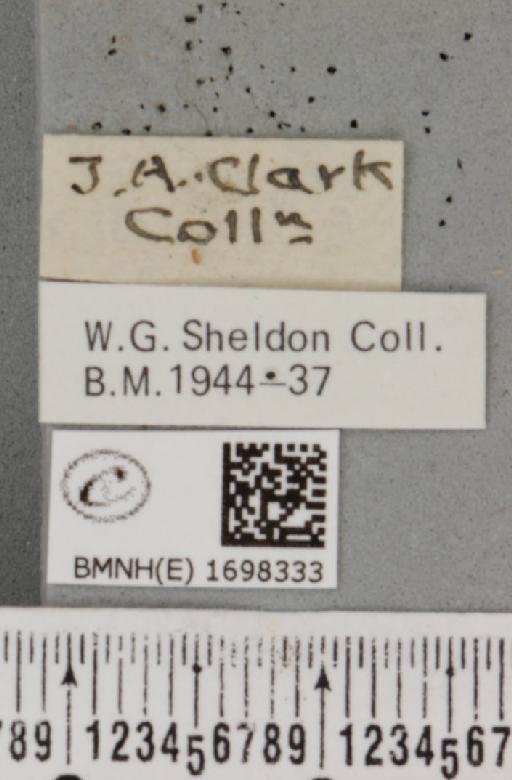 Nycteola revayana ab. melanosticta Sheldon, 1919 - BMNHE_1698333_label_295233