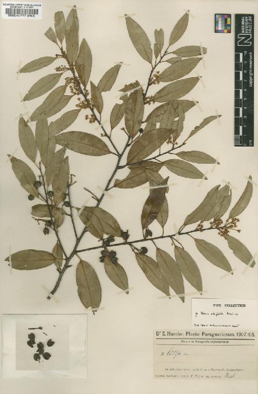 Prunus oleifolia Koehne - BM000548777