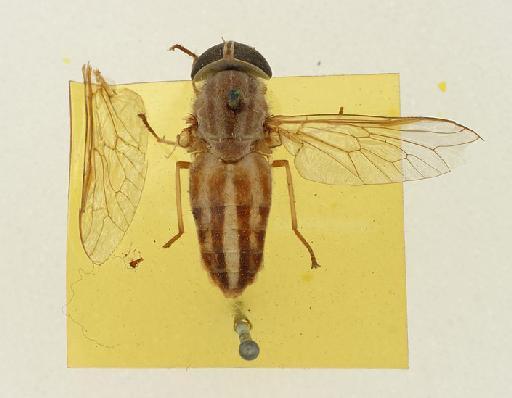 Tabanus tenens Walker, 1850 - Tabanus_triceps-010210443-dorsal