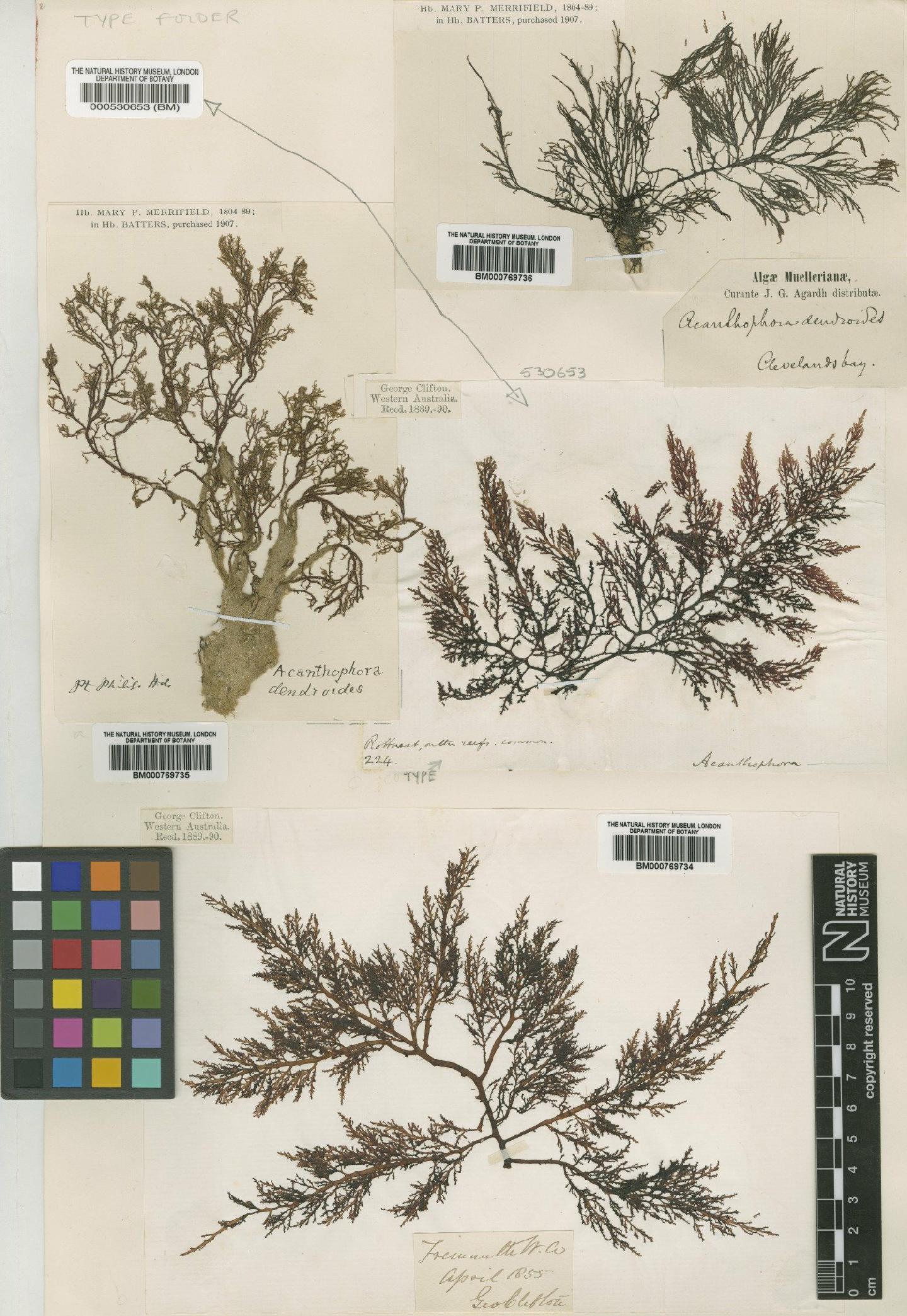 To NHMUK collection (Acanthophora dendroides Harvey; Isosyntype; NHMUK:ecatalogue:4782340)