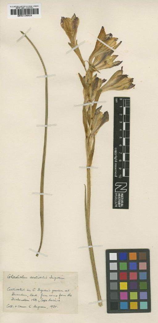 Gladiolus aestivalis Ingram - BM001066608