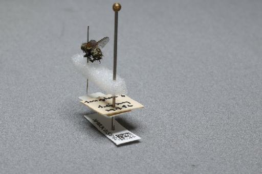 Sarcophaga (Myorhina) nigriventris Meigen, 1826 - 015091647_additional_2
