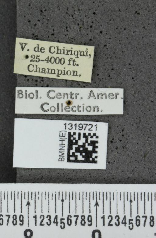 Systena variabilis Jacoby, 1884 - BMNHE_1319721_label_26543
