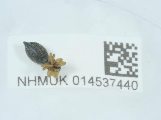 Heliophanus cupreus (Walckenaer, 1802) - 014537440_1