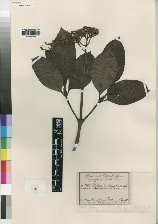 Psychotria succulenta (Hiern) Petit - BM000903356