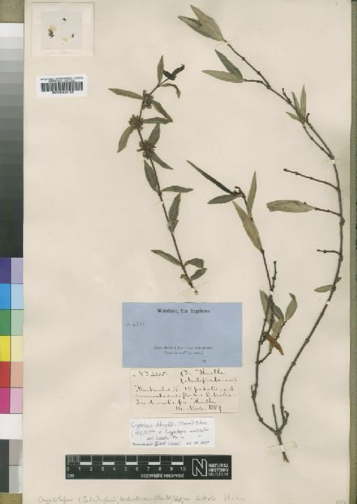 Cryptolepis oblongifolia (Meisn) Schltr. - BM000931166