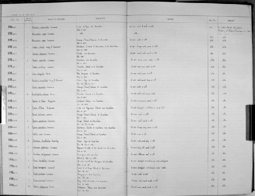 Terebra cerithina Lamarck, 1822 - Zoology Accessions Register: Mollusca: 1962 - 1969: page 19