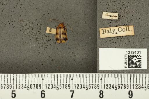 Diabrotica illigeri Baly, 1889 - BMNHE_1319131_17846