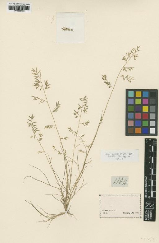 Eragrostis cumingii Steud. - BM000959509