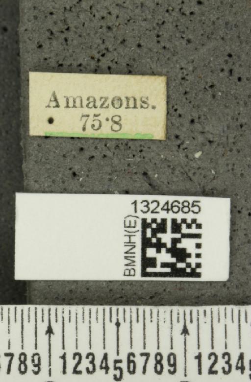 Aristobrotica belemea (Gahan, 1891) - BMNHE_1324685_label_23306