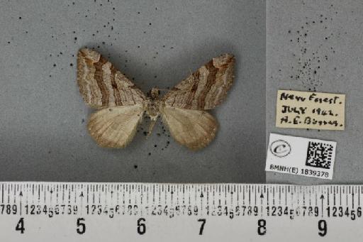 Aplocera efformata (Guenée, 1858) - BMNHE_1839378_406821