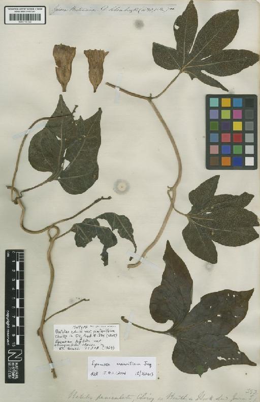 Ipomoea mauritiana Jacq. - BM001191222